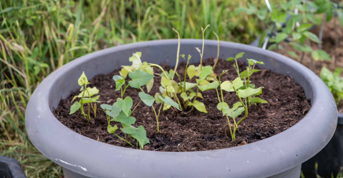 Beans growing in pots